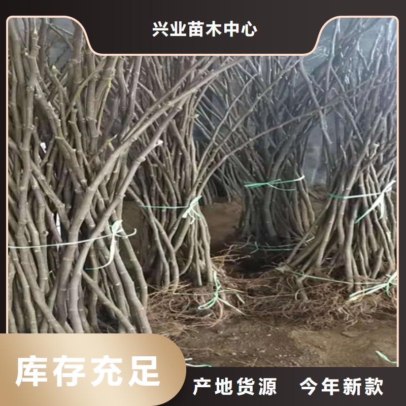 无花果,红富士苗现货实拍