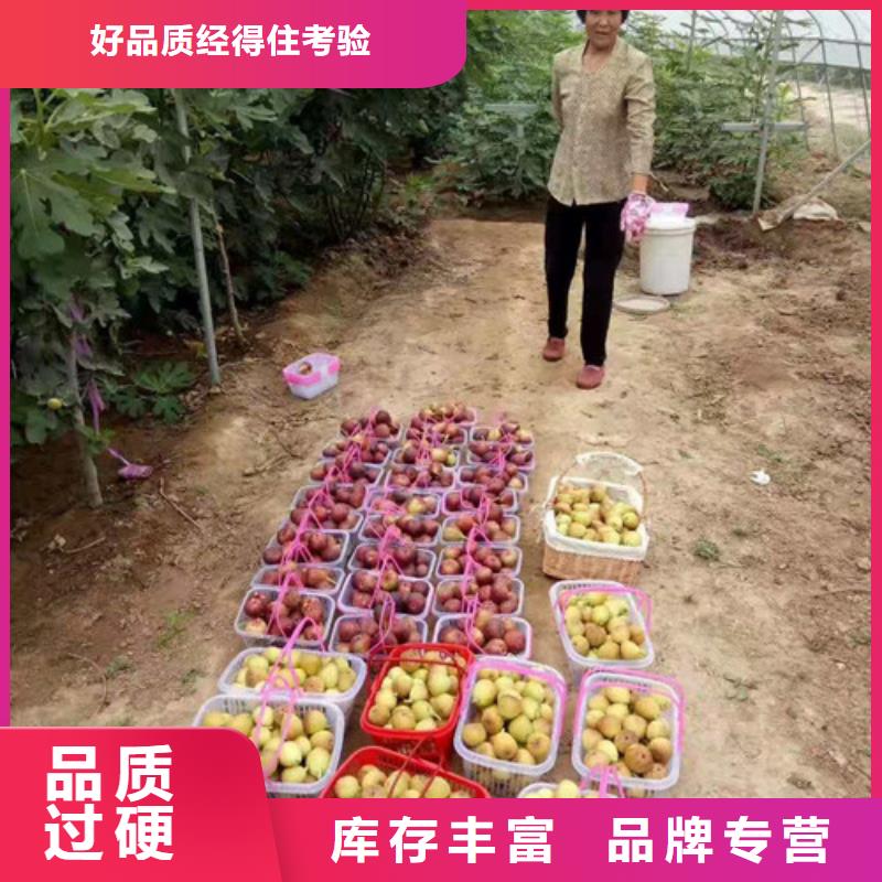 无花果桃树苗工期短发货快