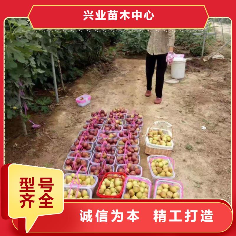 【无花果蓝莓苗免费获取报价】