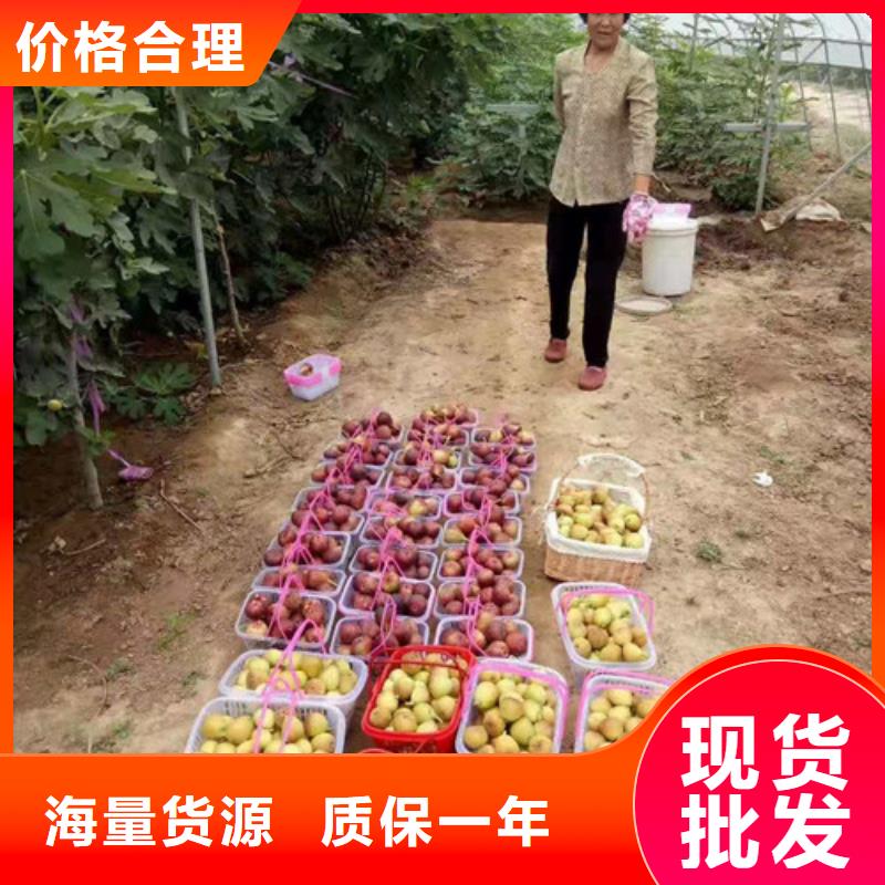 无花果花椒苗免费寄样