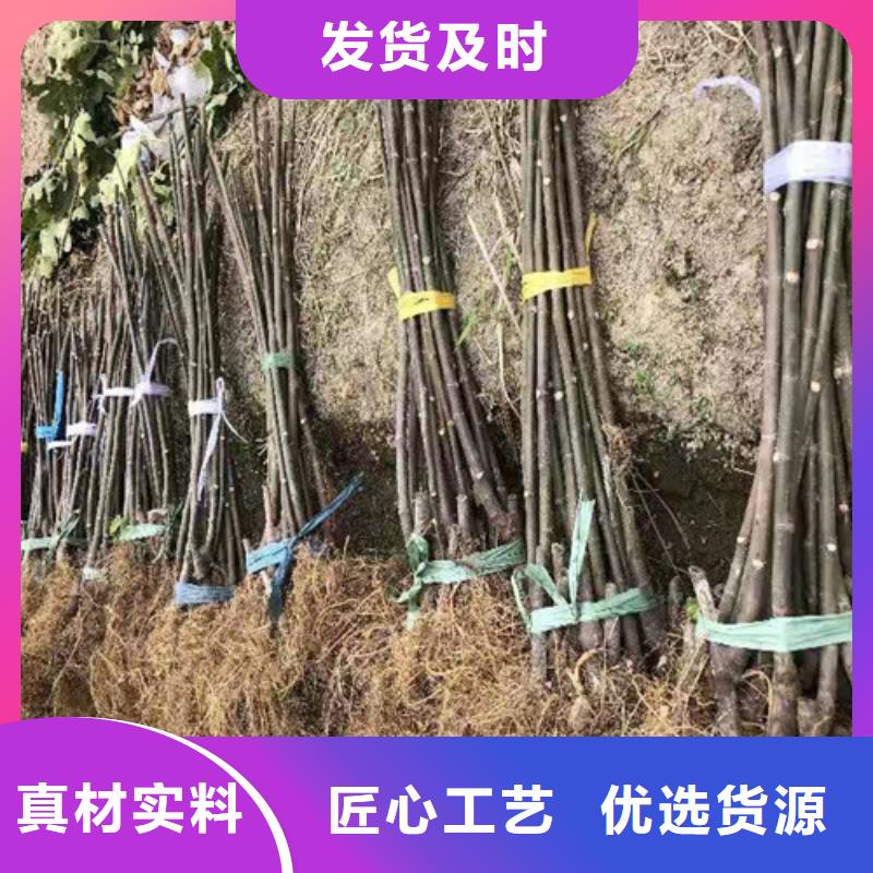 无花果大棚草莓苗价格透明