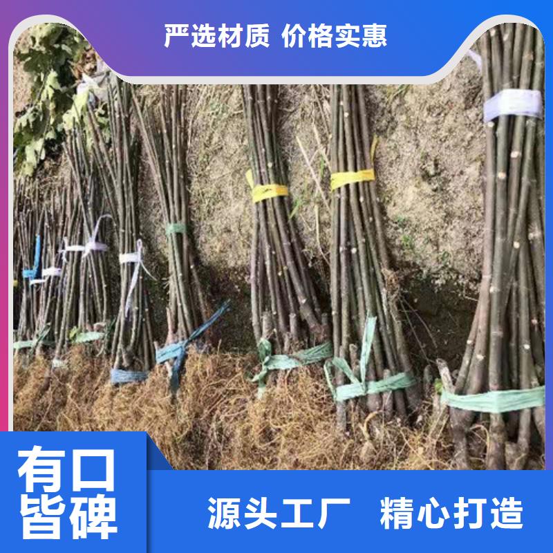 无花果苹果苗支持批发零售