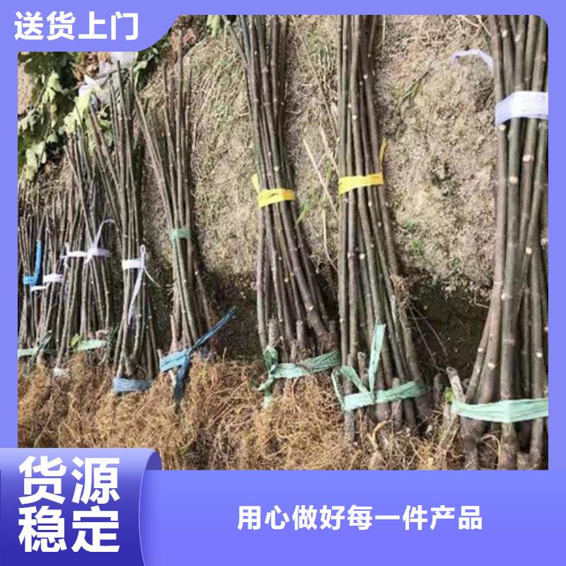 无花果软枣猕猴桃苗批发货源