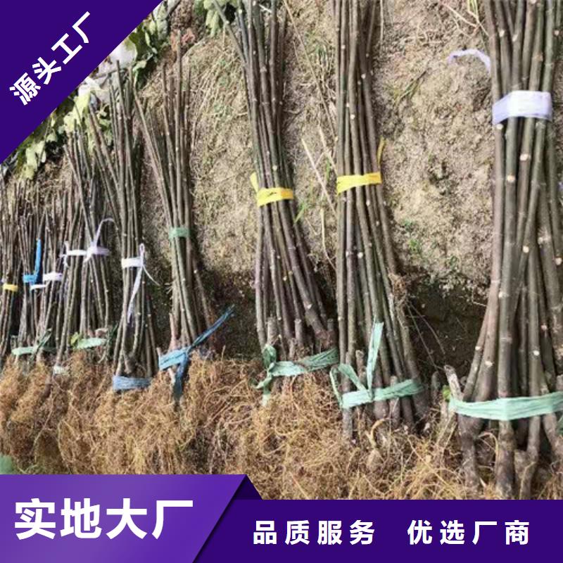 无花果大棚草莓苗性能稳定