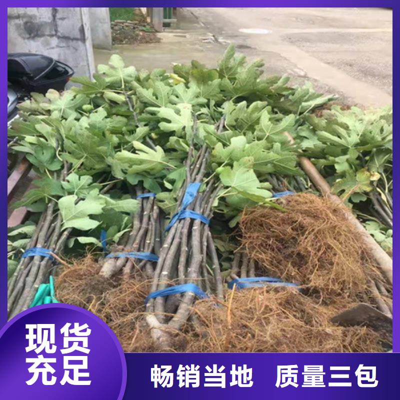 无花果,大棚草莓苗专注细节更放心
