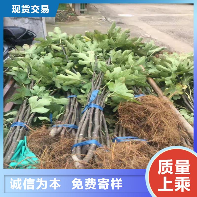 无花果核桃苗做工细致