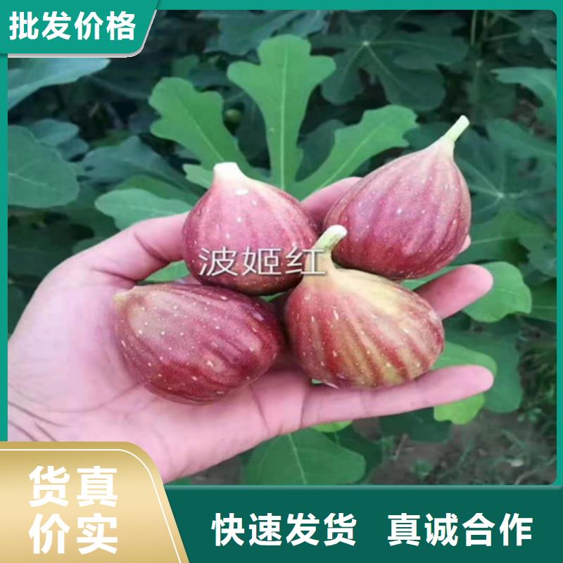 无花果大棚草莓苗厂家规格全