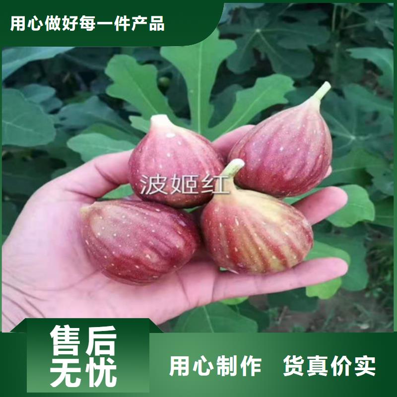 无花果,棠梨苗工厂批发