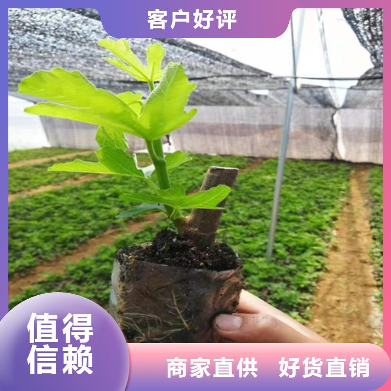 无花果蓝莓苗把实惠留给您