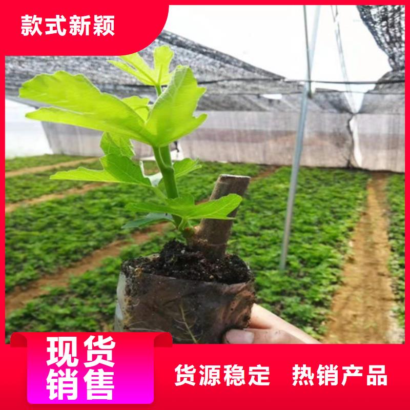 无花果_大棚草莓苗通过国家检测