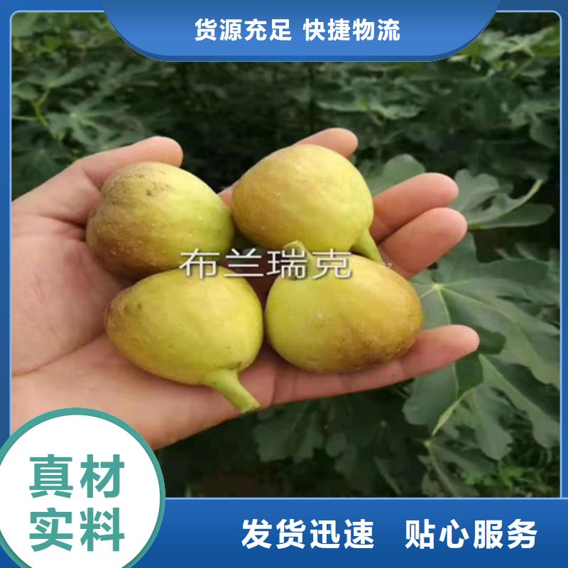 无花果蓝莓苗把实惠留给您