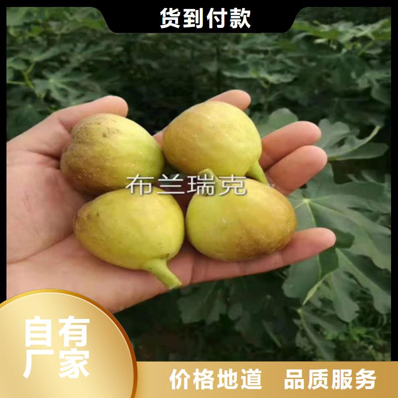 无花果_葡萄苗厂家型号齐全