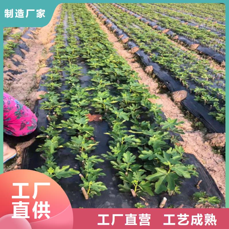 无花果_樱桃树苗联系厂家