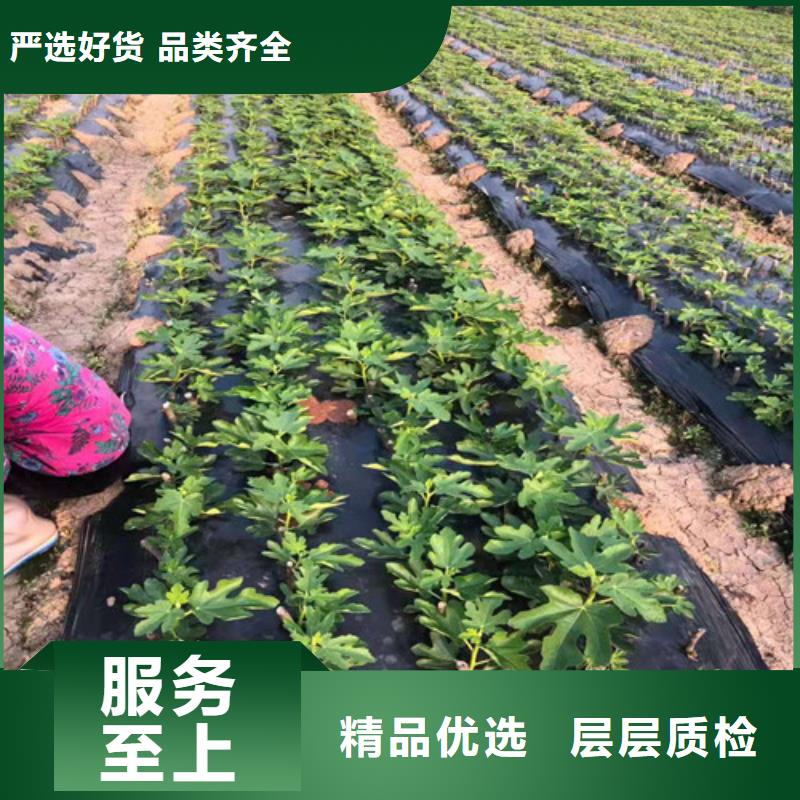 无花果苹果苗支持批发零售