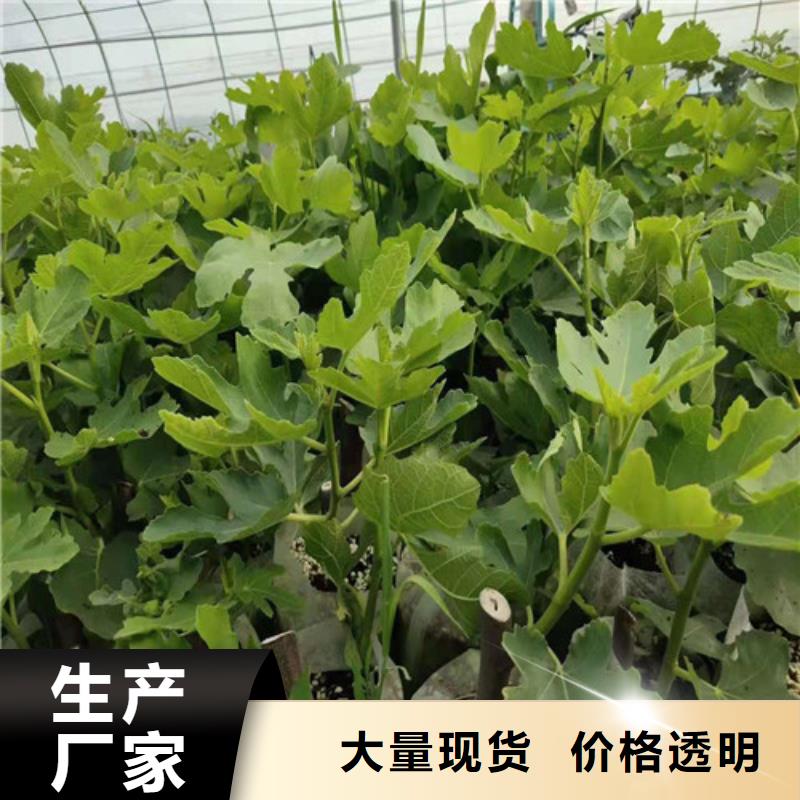 无花果草莓苗保质保量