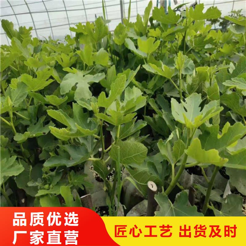 无花果苹果苗支持批发零售