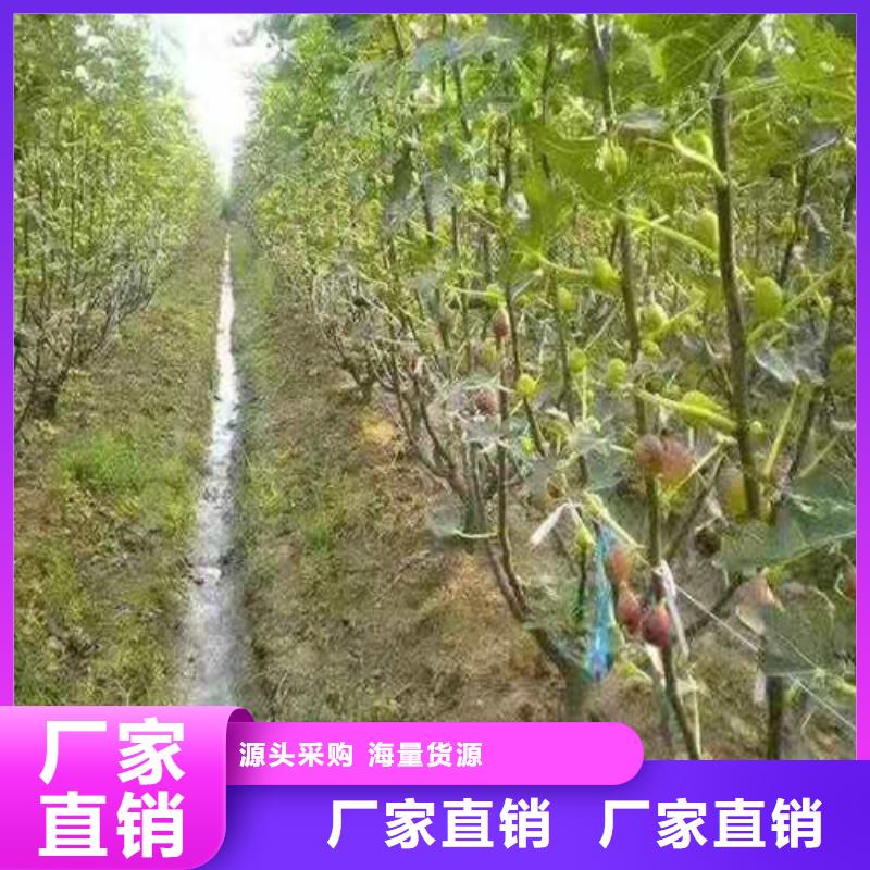 无花果梨树苗设计制造销售服务一体