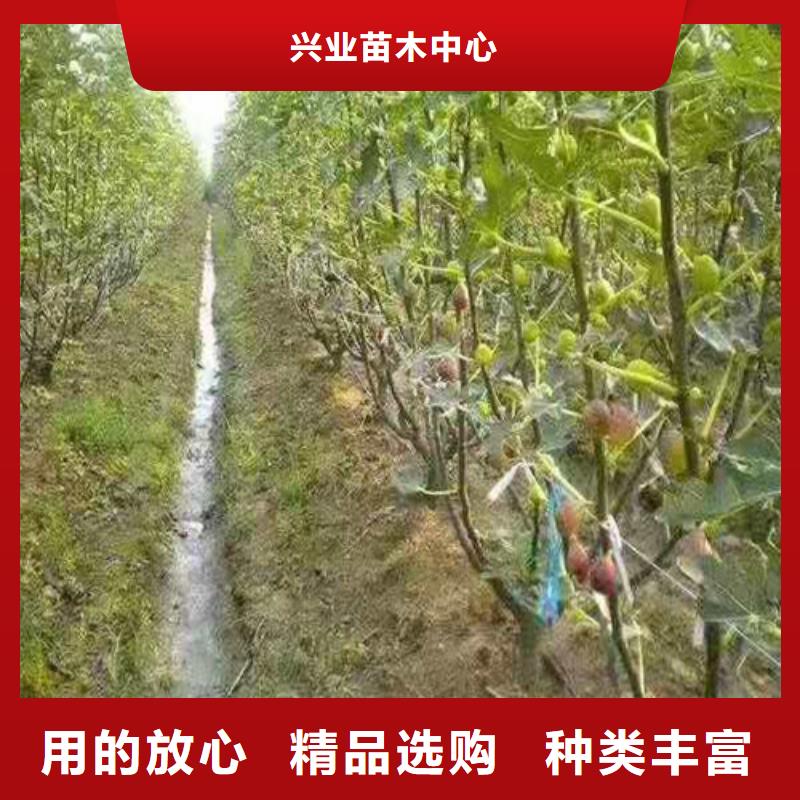 无花果核桃苗做工细致