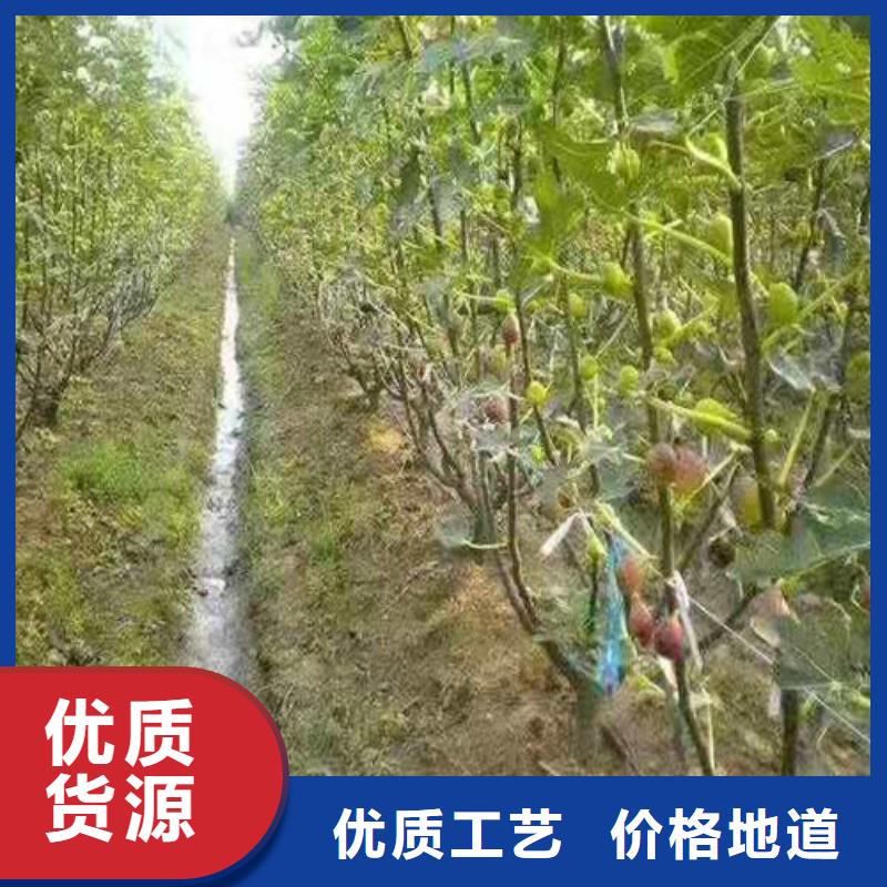 无花果蓝莓苗把实惠留给您