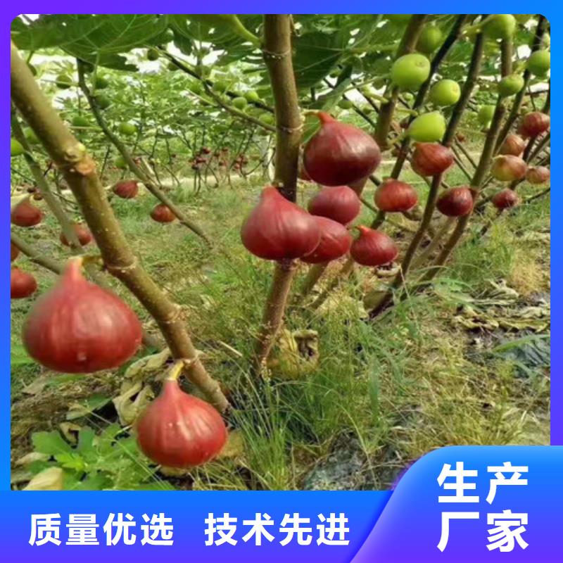 无花果草莓苗保质保量