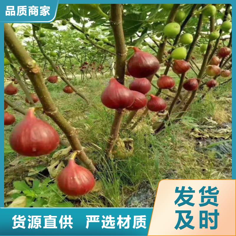 无花果_樱桃树苗联系厂家