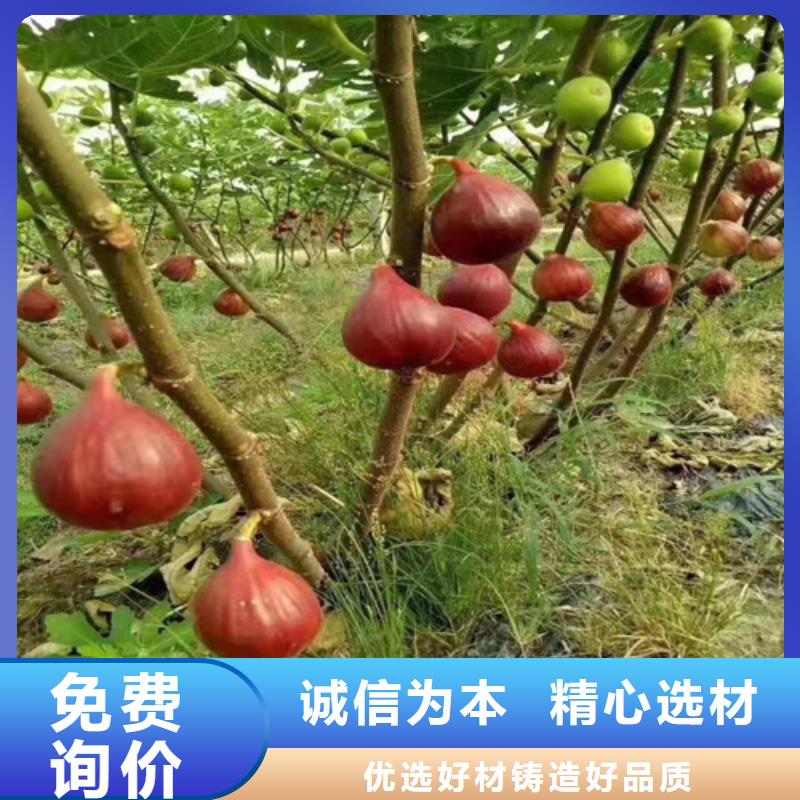 无花果红耔山楂苗品类齐全