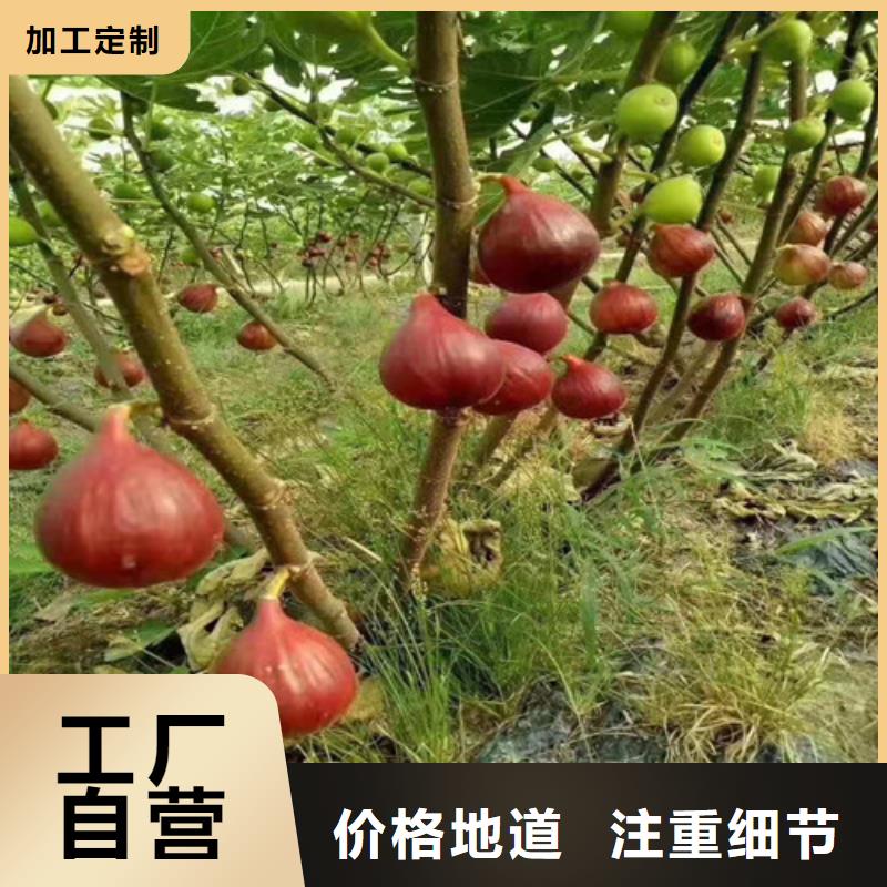 无花果_葡萄苗厂家型号齐全