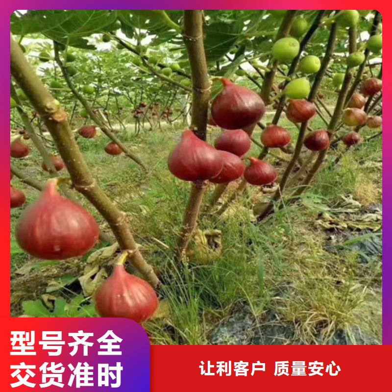 无花果桃树苗厂家货源