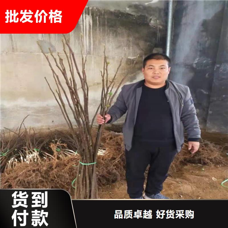 无花果,红富士苗现货实拍