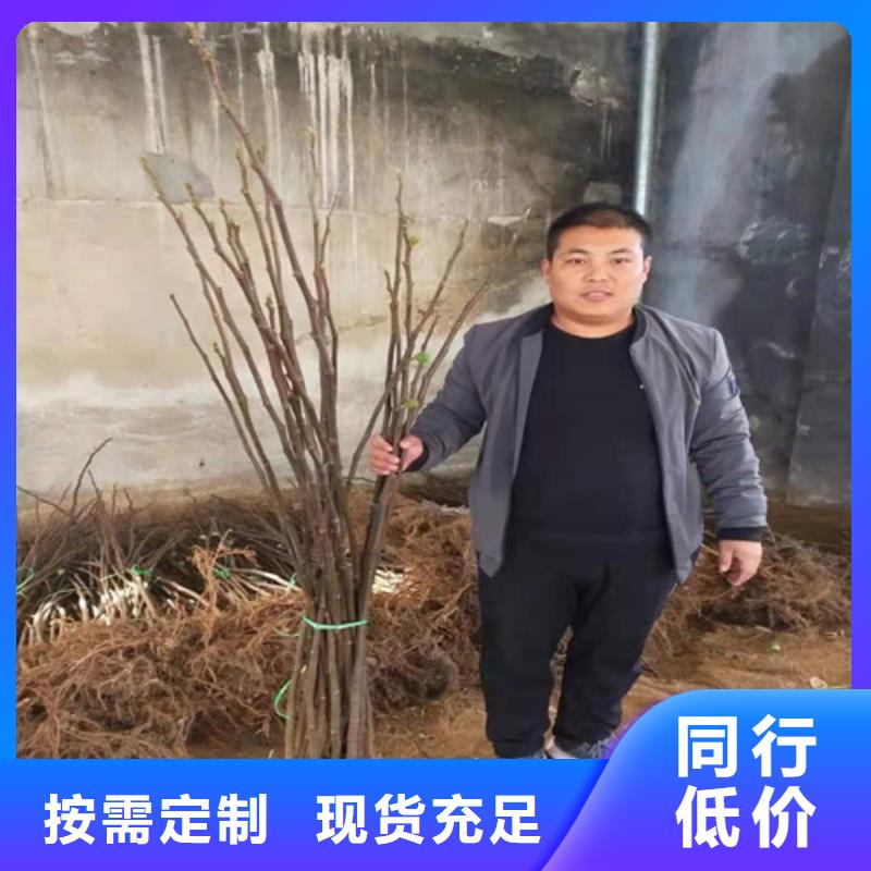 无花果_樱桃树苗联系厂家