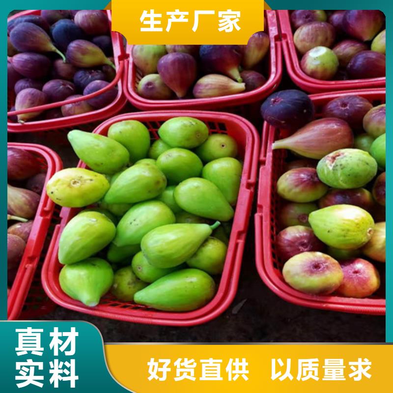 无花果_无花果苗厂家经验丰富