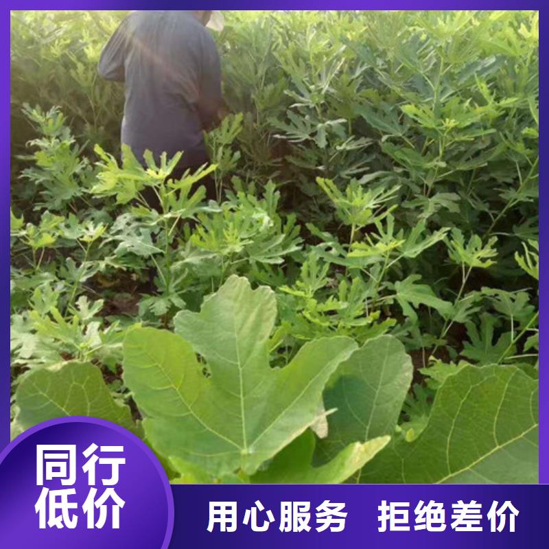 无花果草莓苗保质保量