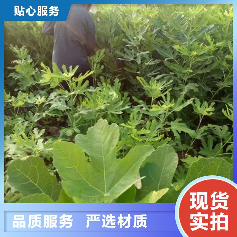 无花果核桃苗做工细致