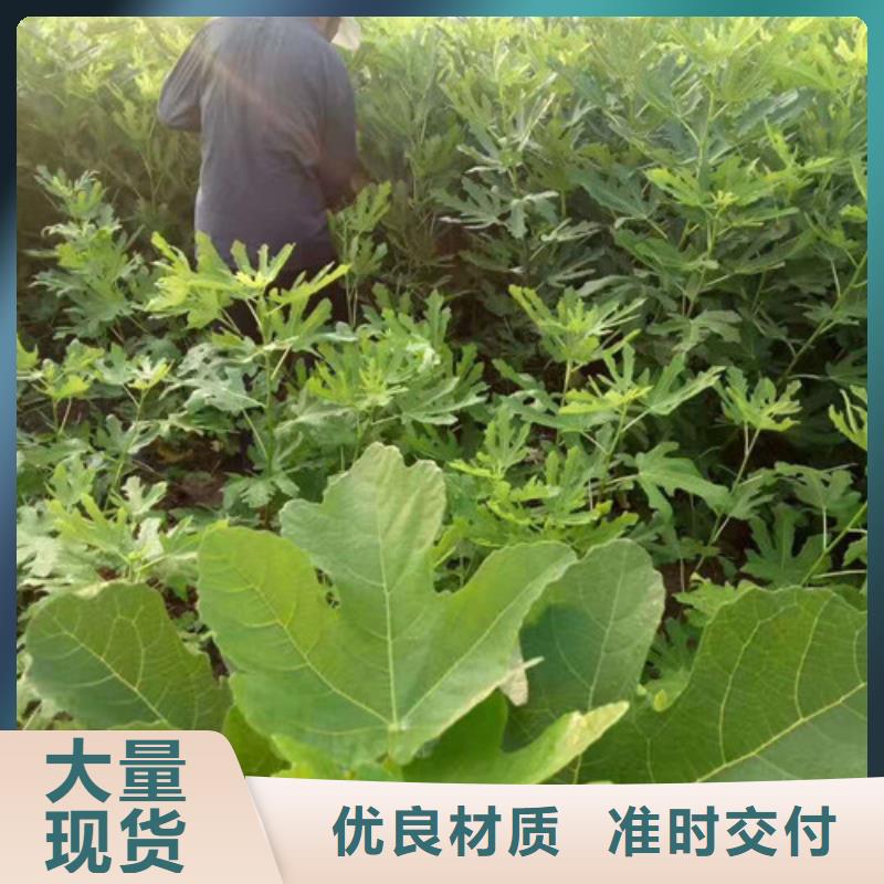 无花果_葡萄苗厂家型号齐全