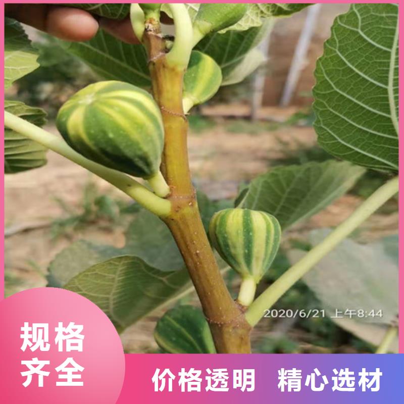 无花果,花椒苗多年实力厂家