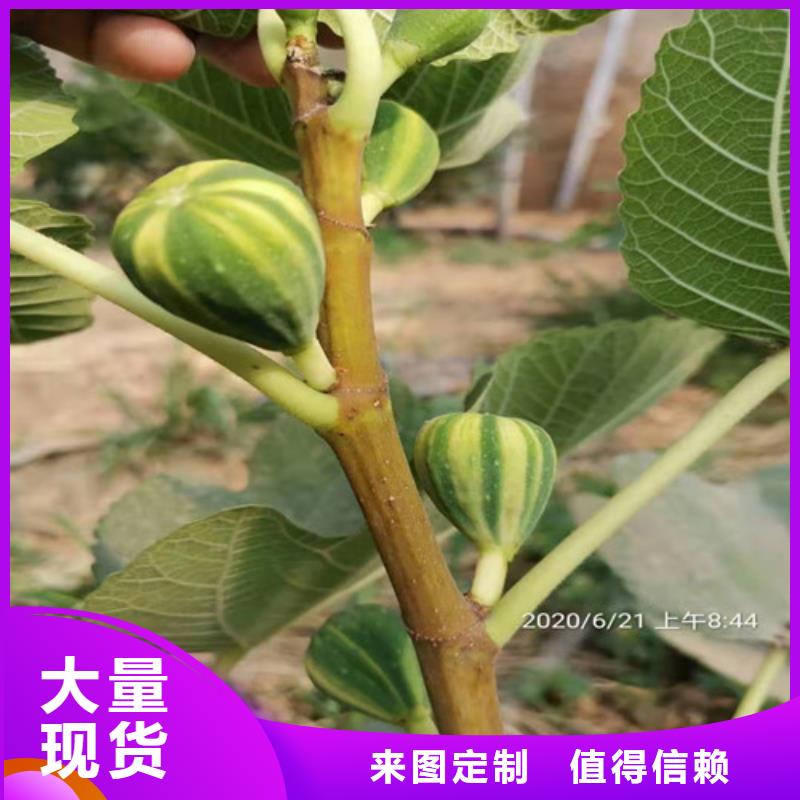 无花果蓝莓苗经销商