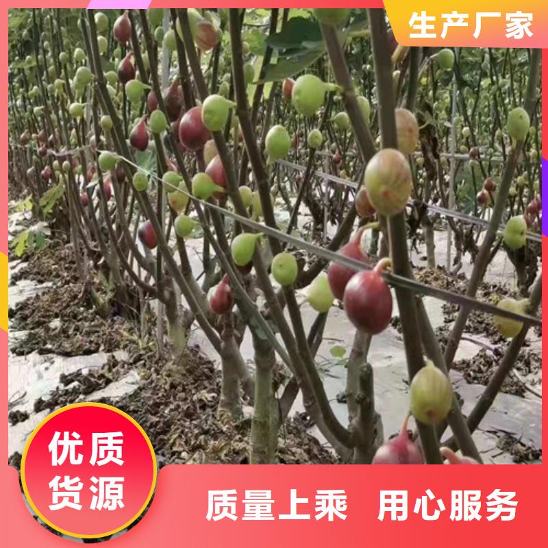 无花果奥红一号安心购