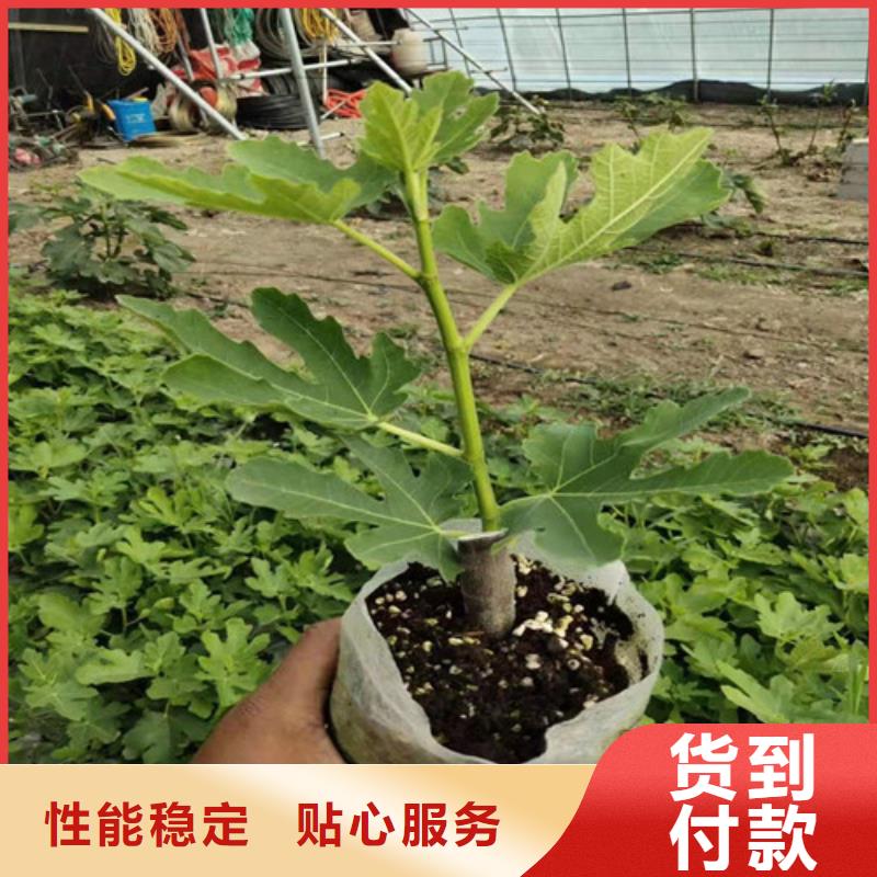 【无花果桃树苗分类和特点】