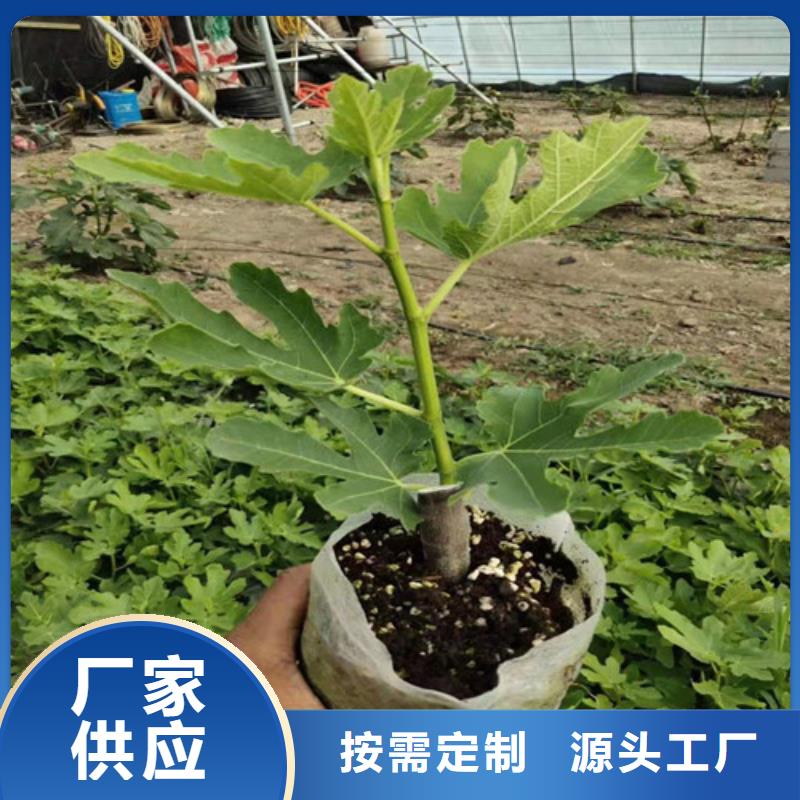 无花果花椒苗优势