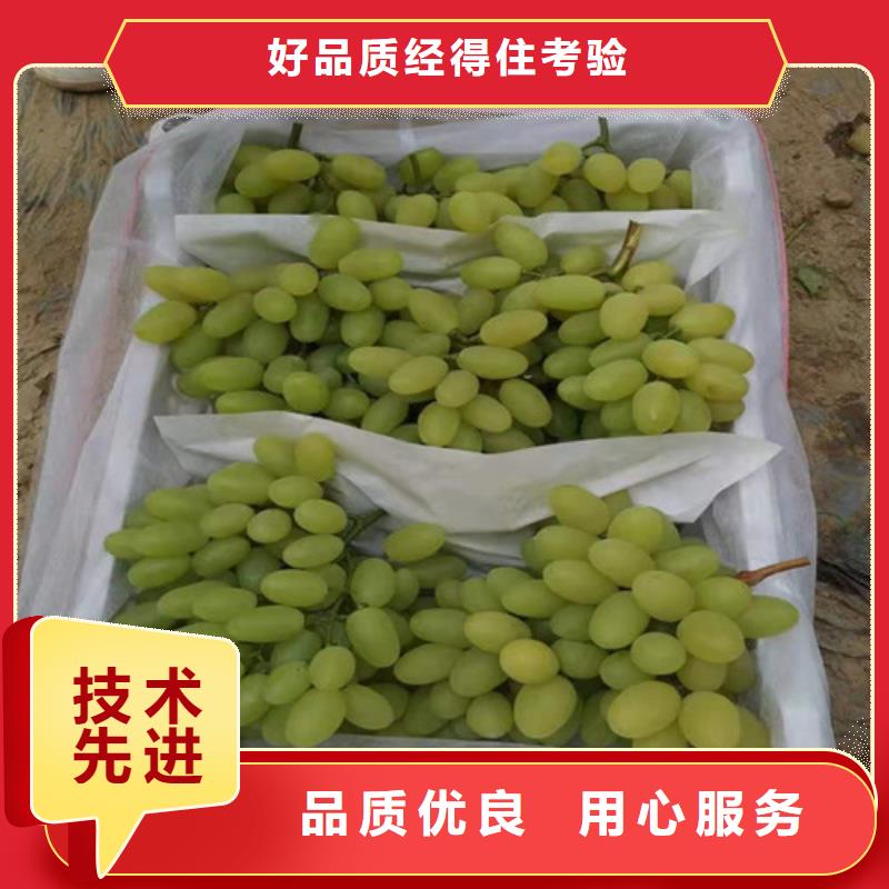 葡萄,黄桃苗自有生产工厂