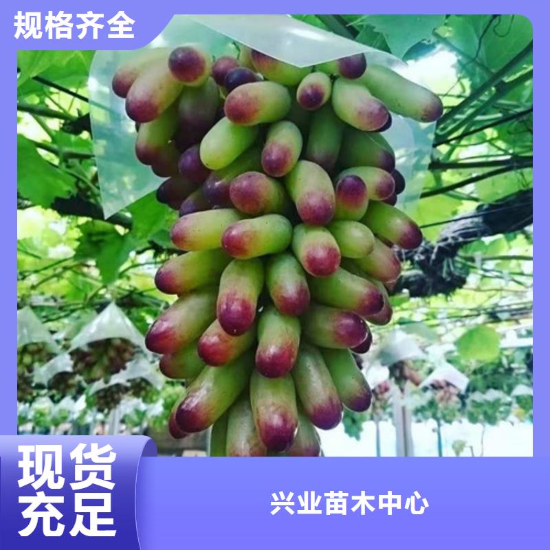 【葡萄梨树苗质量牢靠】