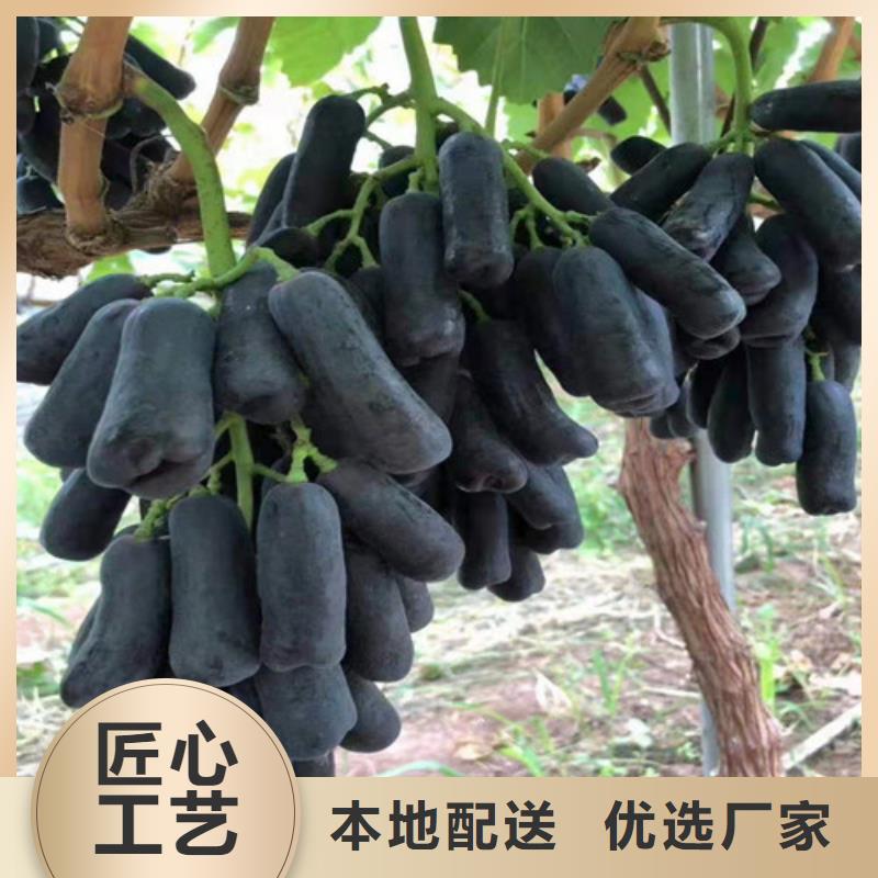 葡萄蓝莓苗质量层层把关