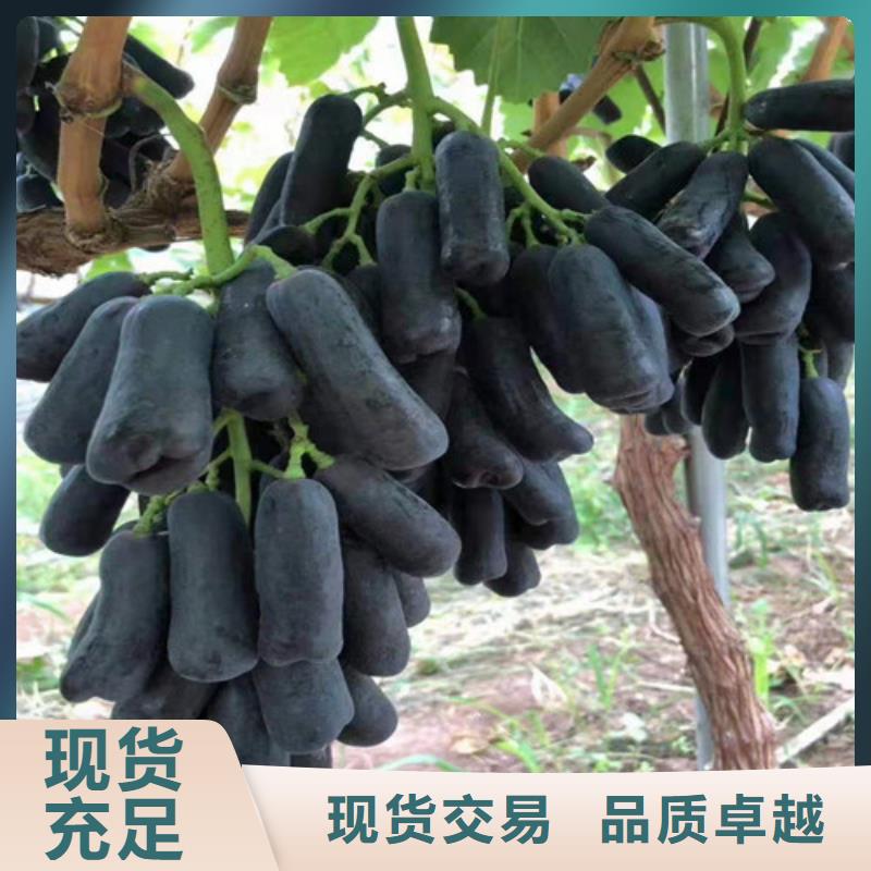 【葡萄,草莓苗敢与同行比价格】