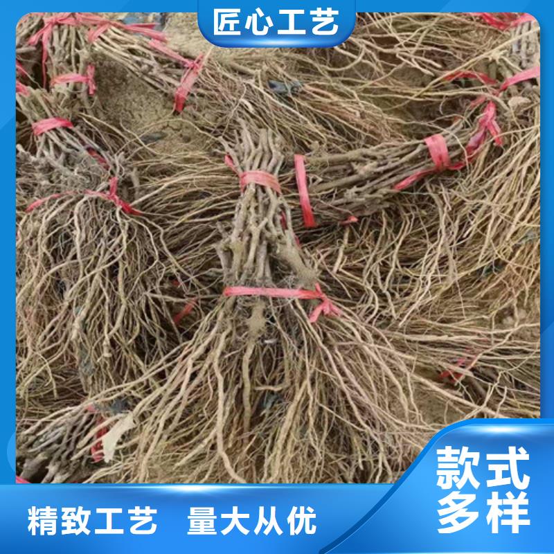 【葡萄,草莓苗敢与同行比价格】