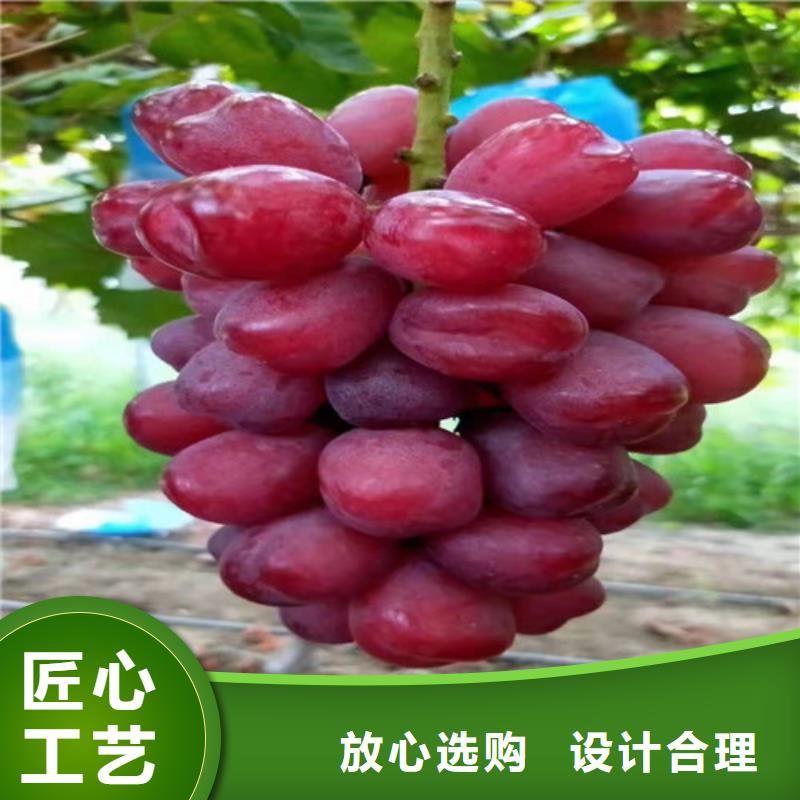 葡萄蓝莓苗质量层层把关