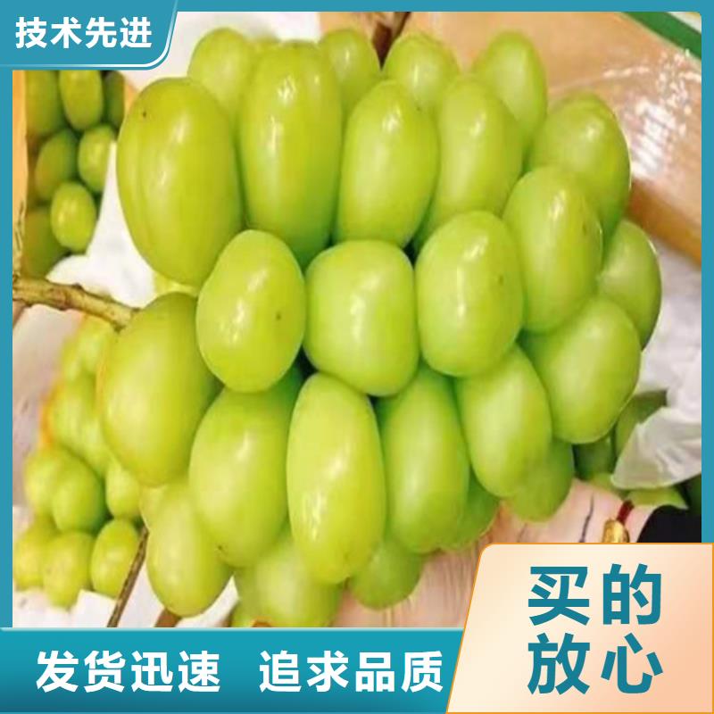 葡萄软枣猕猴桃苗畅销当地