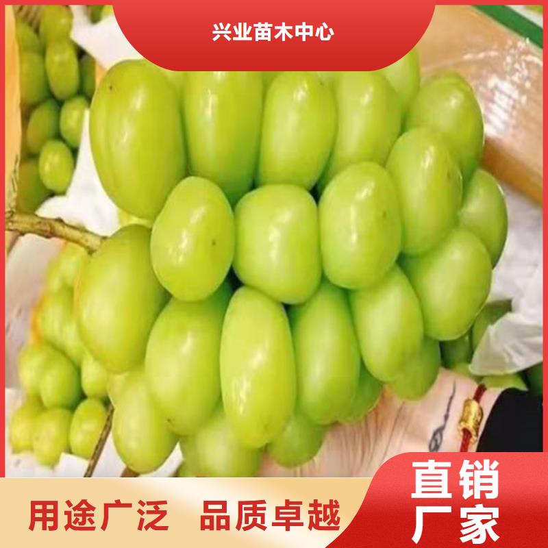 葡萄蓝莓苗质量层层把关