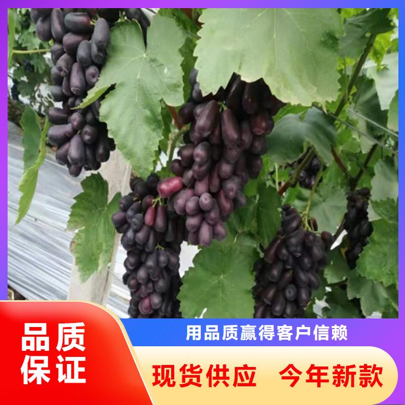 葡萄,葡萄苗每个细节都严格把关