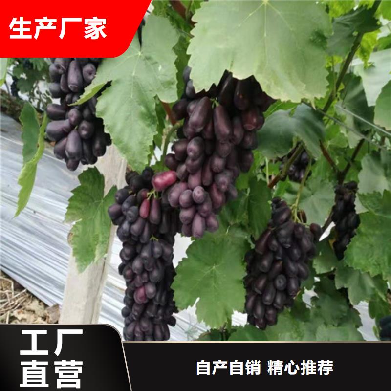 葡萄蓝莓苗质量层层把关