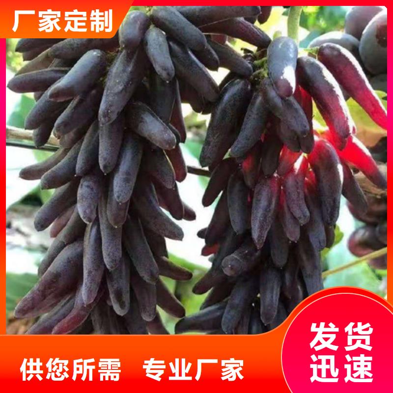 【葡萄,草莓苗敢与同行比价格】